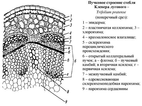 Корень. Макро- и микроскопическое строение корня - презентация онлайн