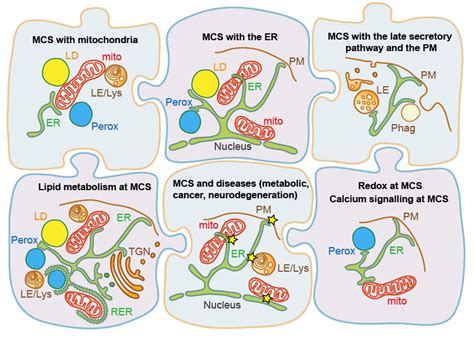 Page Equipe Giordano Institute For Integrative Biology Of The Cell