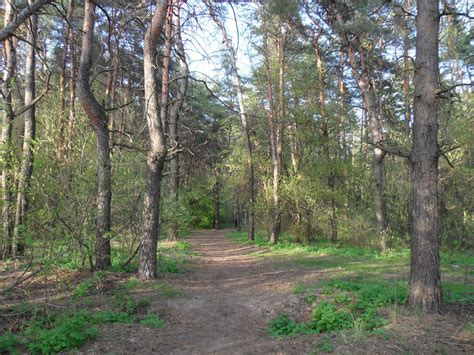 Григоровский бор - Харьков