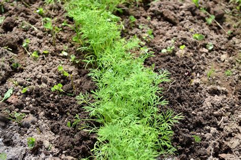 Как сажать укроп? Посадка в открытый грунт и теплицу. Как правильно ...