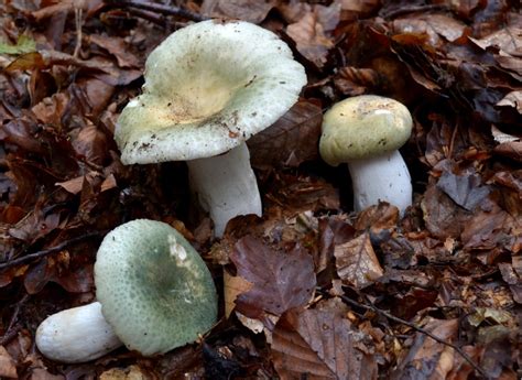Russula Virescens The Ultimate Mushroom Guide
