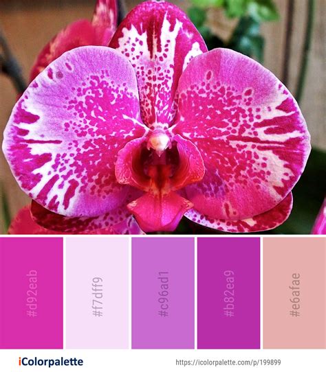 What Color Is Orchid Pink Well Crafted Vlog Lightbox