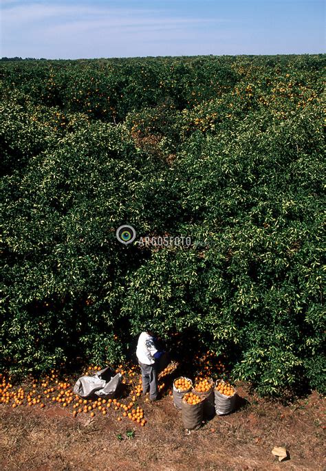 Colheita De Laranja Argosfoto