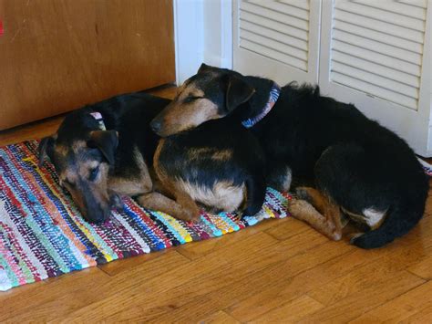 I have two female dogs here that leave later today... : r/RoverPetSitting