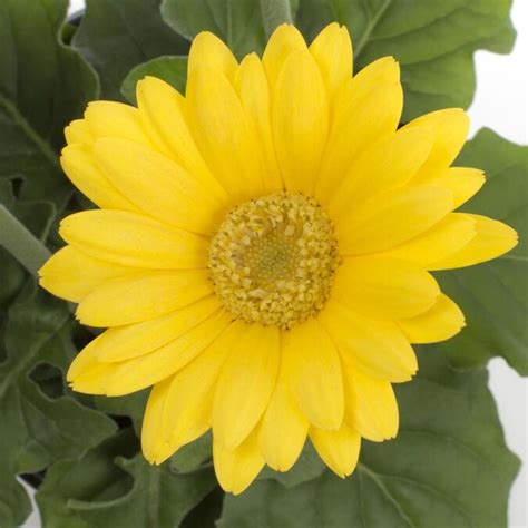 Monrovia 1 Quart Yellow Gerbera Daisy In Pot L3114 In The Annuals