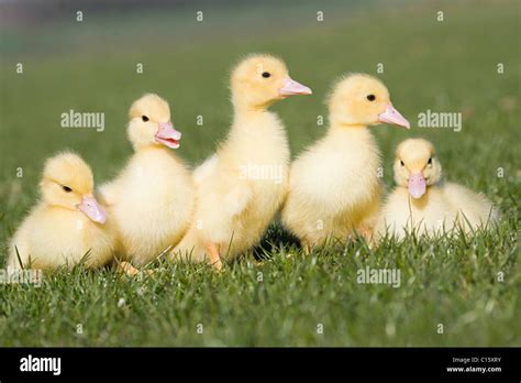Five Ducklings On Grass Stock Photo Alamy
