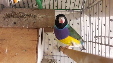 Gouldian Finch Breeding