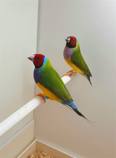 Part An Introduction To The Gouldian Finch Planet Aviary