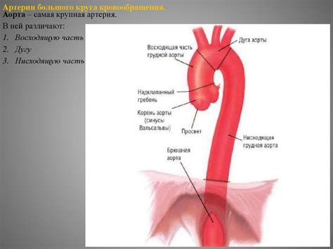 Аорта и ее отделы - online presentation