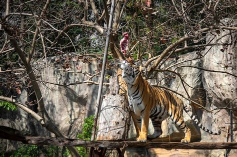 Premium Photo | Tiger eating, tiger is showing food hunting behavior in zoo