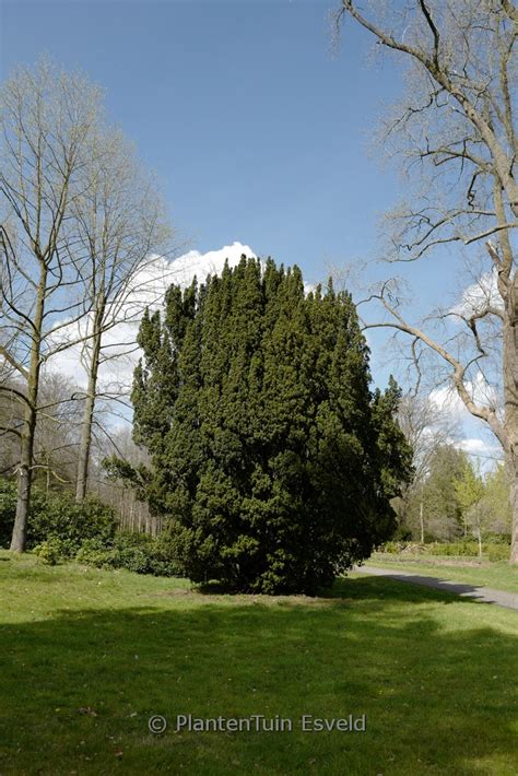 Taxus Baccata Fastigiata Plantentuin Esveld