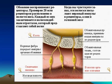 Физиология сенсорных систем - презентация онлайн