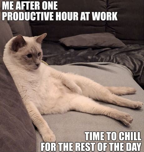 Best Funny siamese cat Memes - 9GAG