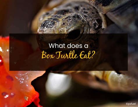 What Does a Box Turtle Eat? - Little Pet Corner