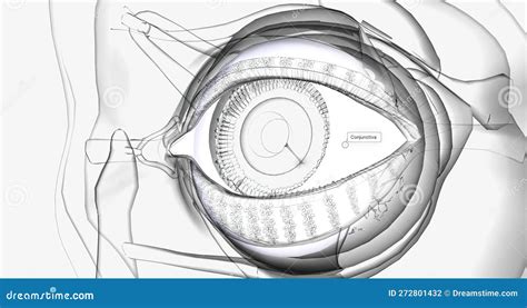 The Conjunctiva Is A Thin Membrane That Covers The Inner Surface Of The