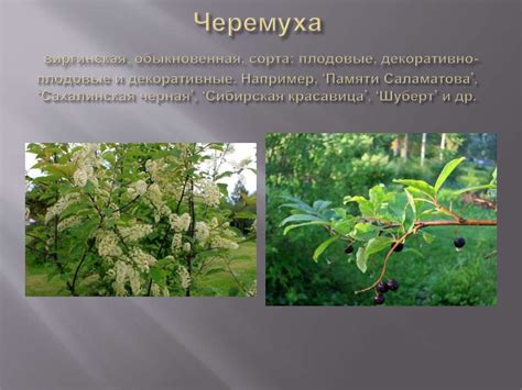 Некоторые виды и сорта плодовых и ягодных культур, показавшие высокую ...