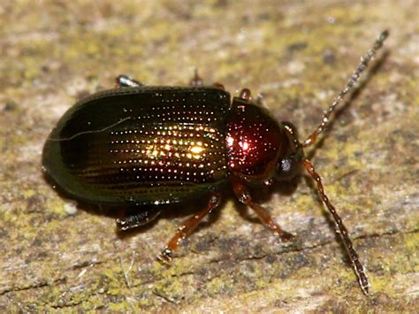 Willow Flea Beetle NatureSpot