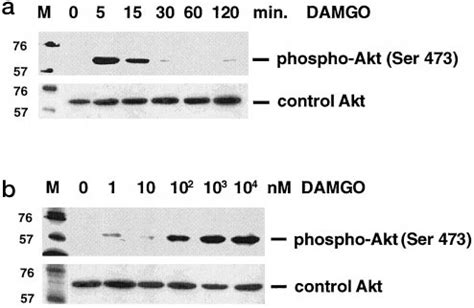 Time And Dose Dependent Stimulation Of Akt Phosphorylation At Ser