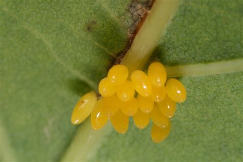 Good Vs Bad Ladybugs In Your Garden And How To Tell The Difference