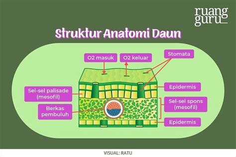 Detail Gambar Anatomi Daun Koleksi Nomer 19