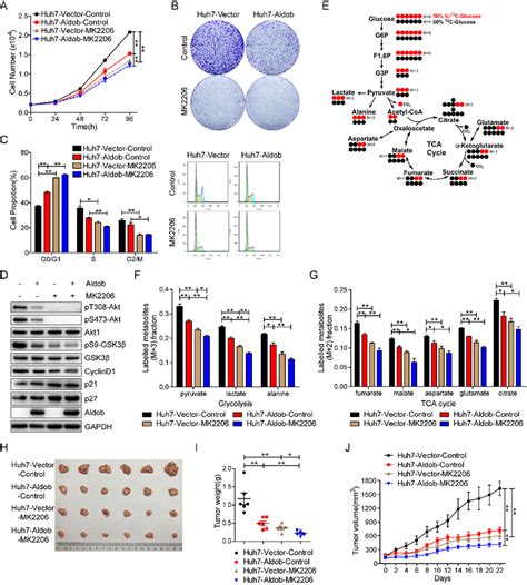 Aldob Mediated Inhibition Of Akt Activity Is Required For Aldob Induced