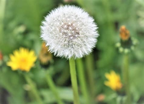 Осот (156 фото) - фото - картинки и рисунки: скачать бесплатно