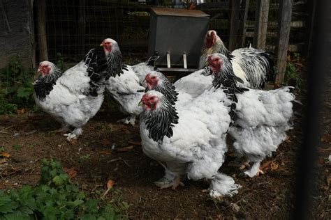 Dark Brahma