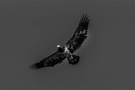 Life To Lens Photography - Conowingo Dam Eagles 3-8-2020