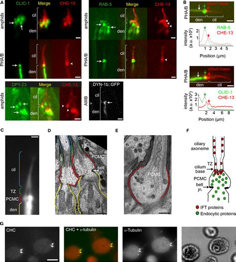 Endocytosis Genes Facilitate Protein And Membrane Transport In C