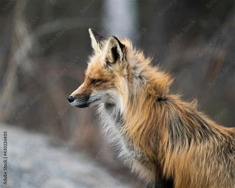 red fox photo stock fox image head close  profile side view