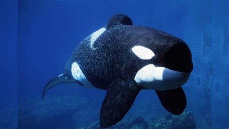 Orcas Facts About Killer Whales Live Science