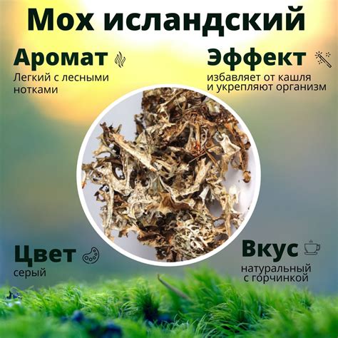 Мох Исландский, Цетрария, 60.гр. - купить с доставкой по выгодным ценам ...