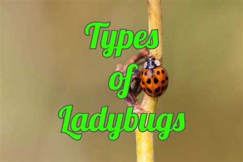 54 Types Of Ladybugs Pictures And Identification Guides