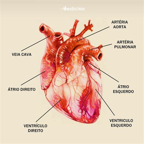 Atrio Direito E Esquerdo - anatomia coração | Medicina, Atrio direito, Ventriculo esquerdo