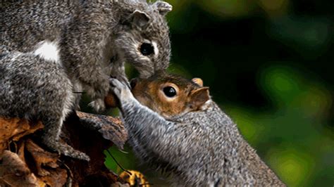 wild animals thief gif  pbs find share  giphy