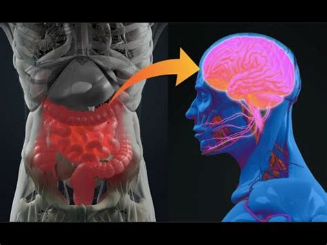 Кишечник - наш второй мозг - YouTube