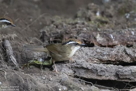 Alcippe à Calotte Rouille Schoeniparus Dubius