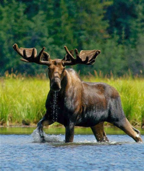 Magnificent bull moose wading in a river. Canada’s Rocky Mountain ...