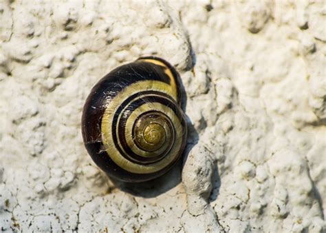 Schnecken Schneckenhaus Natur Kostenloses Foto Auf Pixabay Pixabay