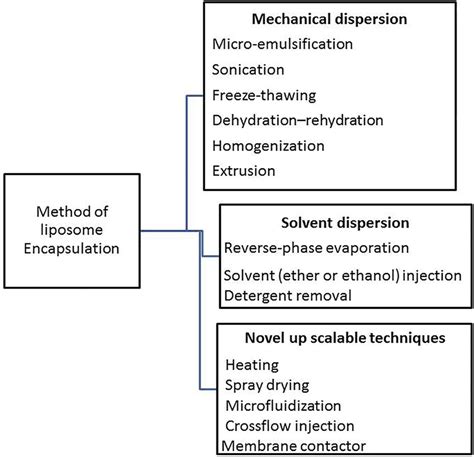 Schematic Description Of Hydrophilic And Lipophilic Enzyme