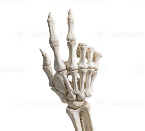 Skeleton Hand With Peace Gesture Isolate On Transparency Background