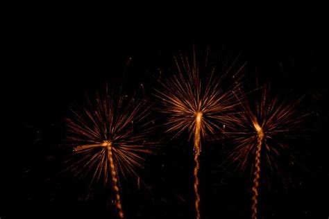 Fuegos Artificiales Flowers Dandelion Plants