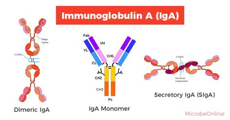 IgA Antibodies: Structure, Properties, and Functions – Microbe Online