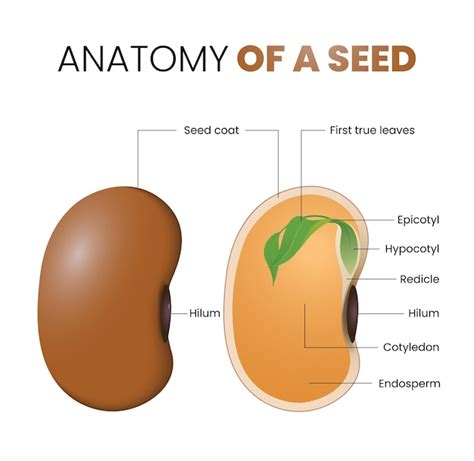 Premium Vector Illustration Of Bean Seed Anatomy