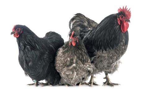 Black Orpington Chicken Complete Breed And Care Guide Eco Peanut