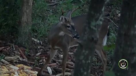 Buck Sneaks Up On Me Self Filmed Deer Hunting South Carolina