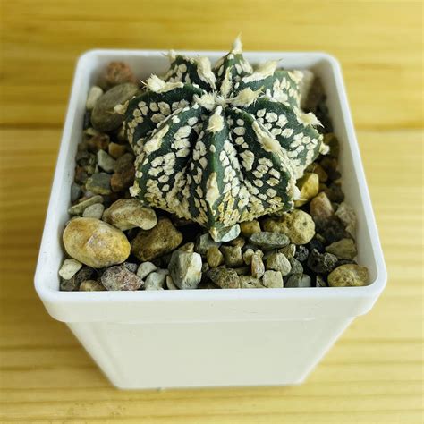 Астрофитум Super Kabuto As008 - купить в интернет-магазине суккулентов ...