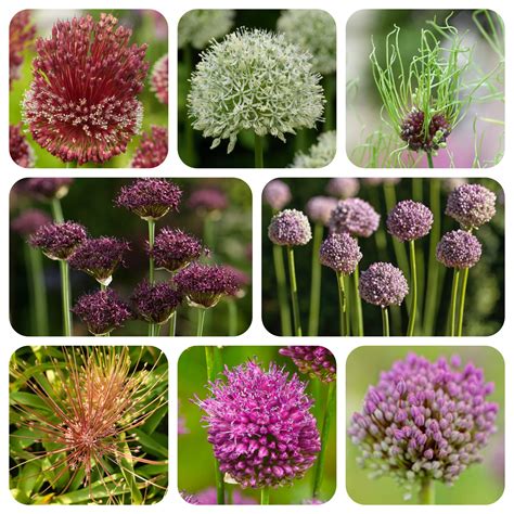 Alliums