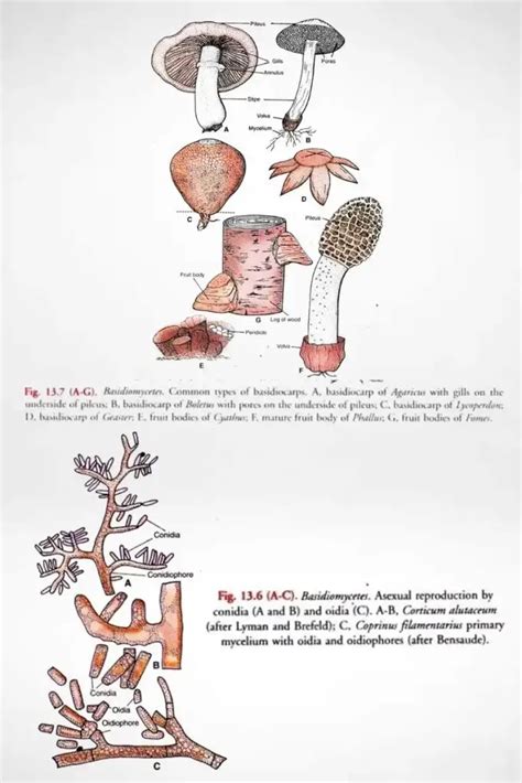 Basidiomycetes Life Cycle Characteristics Significance Mycelium