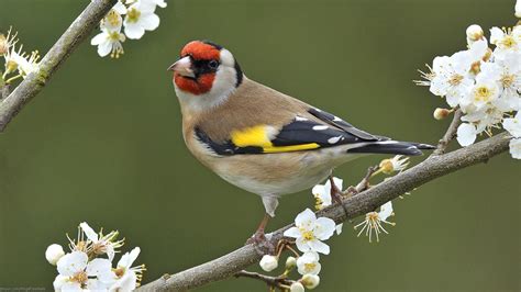 Birds white flowers goldfinch wallpaper | (34136)